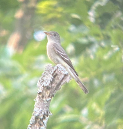 Pibí Oriental - ML646079753