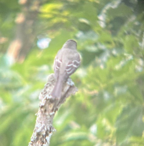 Pibí Oriental - ML646079754