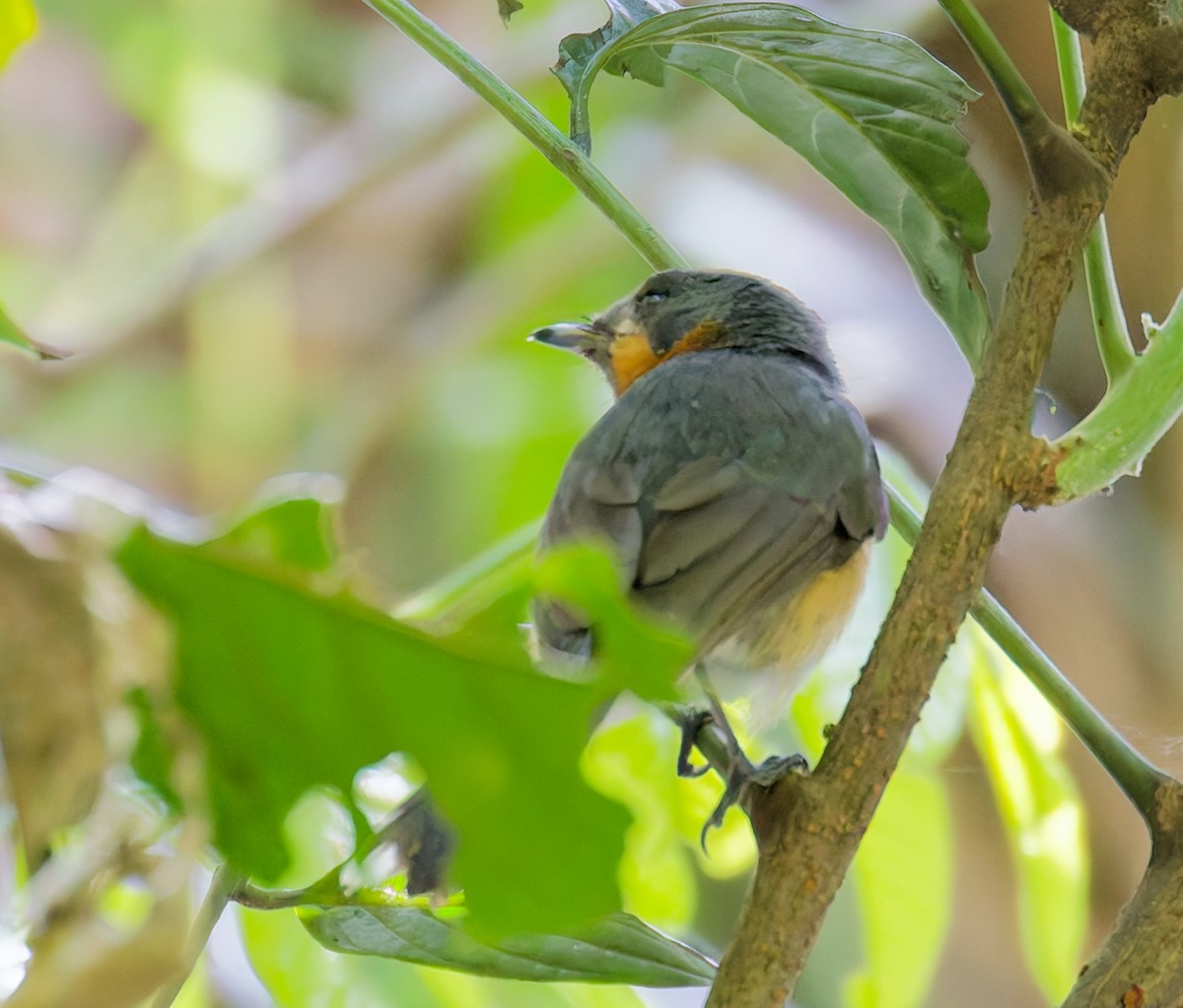 Australian Spectacled Monarch - ML646079756