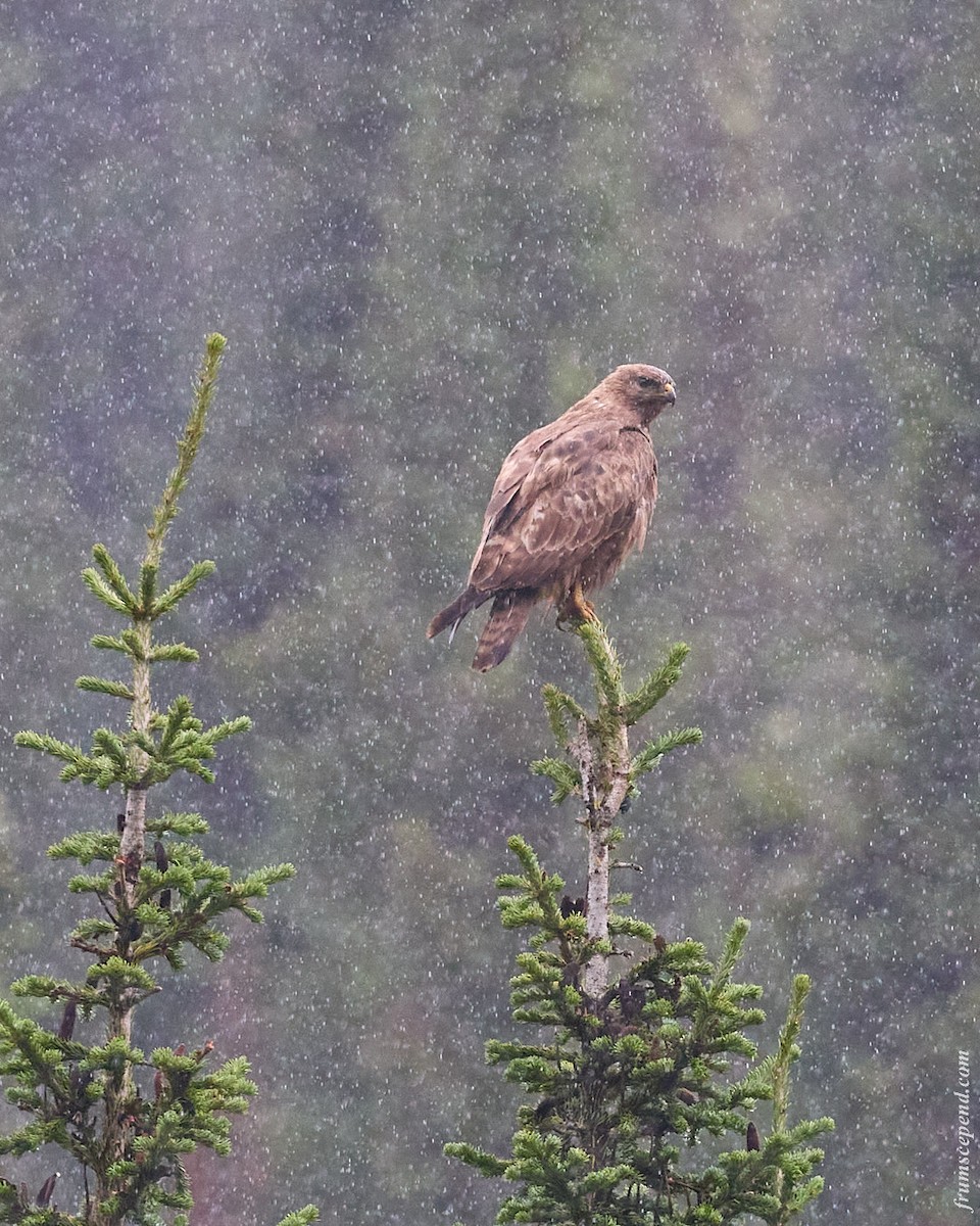 Common Buzzard - ML646079758