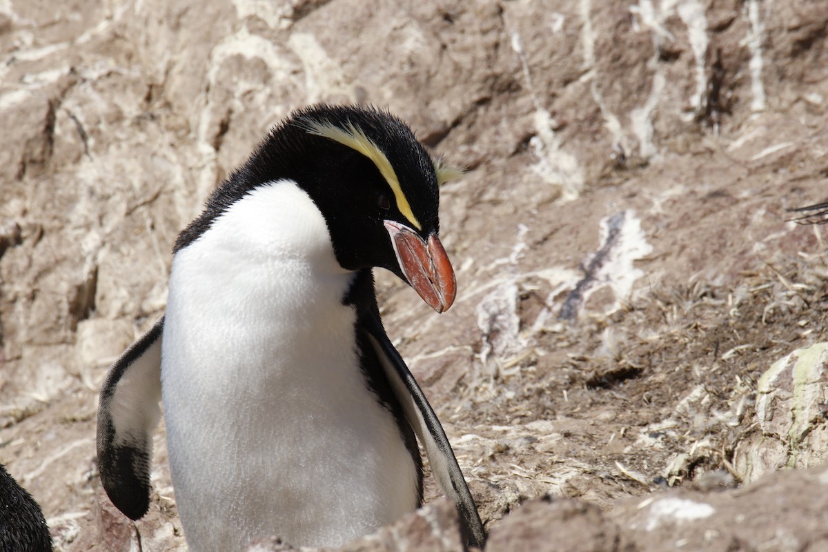 Snares Penguin - ML646079759