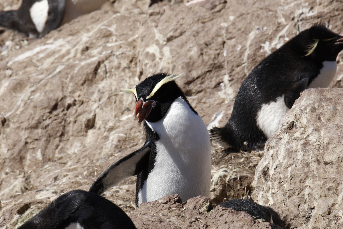 Snares Penguin - ML646079760