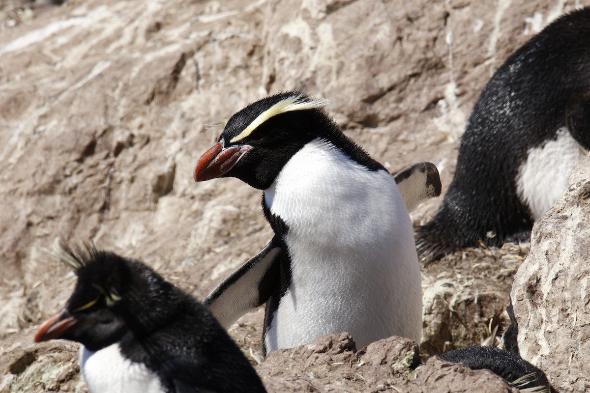 Snares Penguin - ML646079765