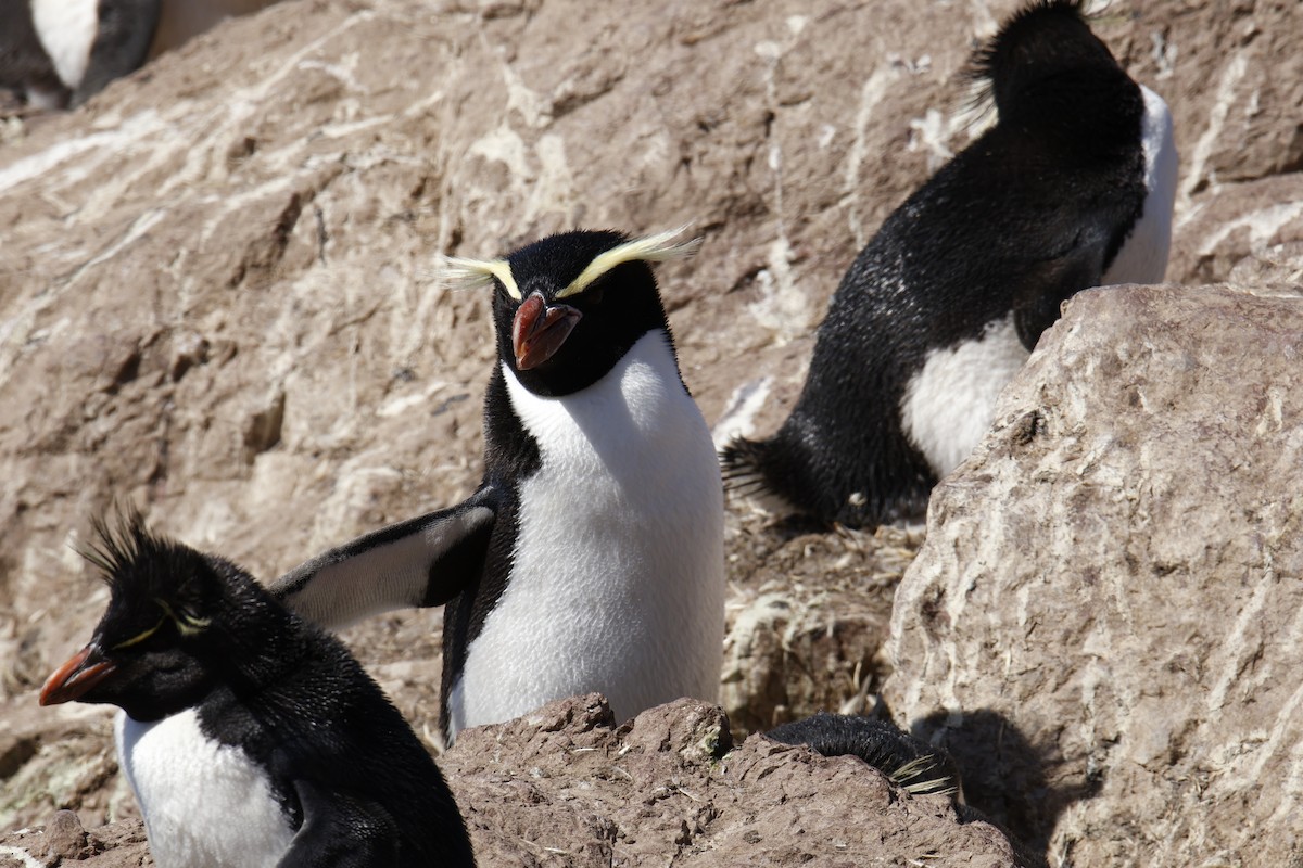 Snares Penguin - ML646079766