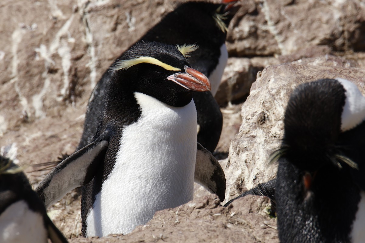 Snares Penguin - ML646079767