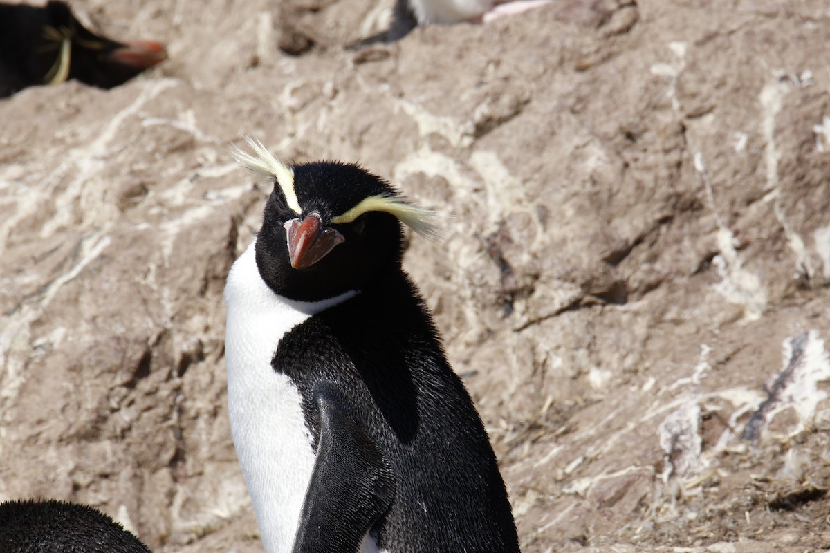 Snares Penguin - ML646079768