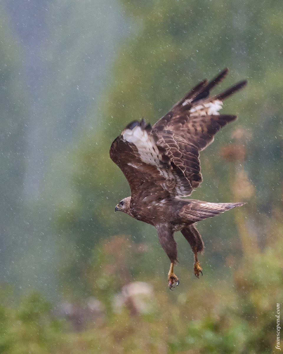 Common Buzzard - ML646079773