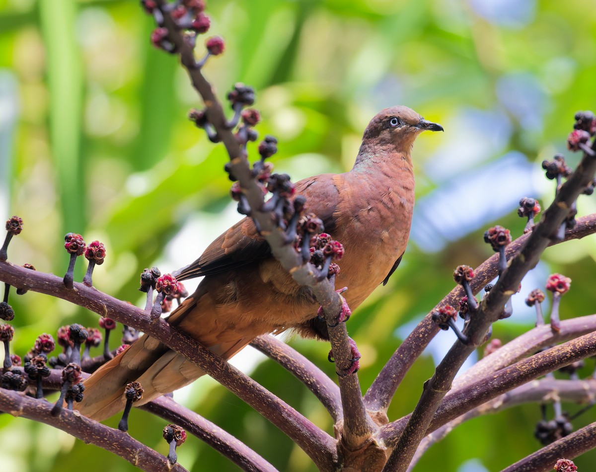 Maronentaube - ML646079775