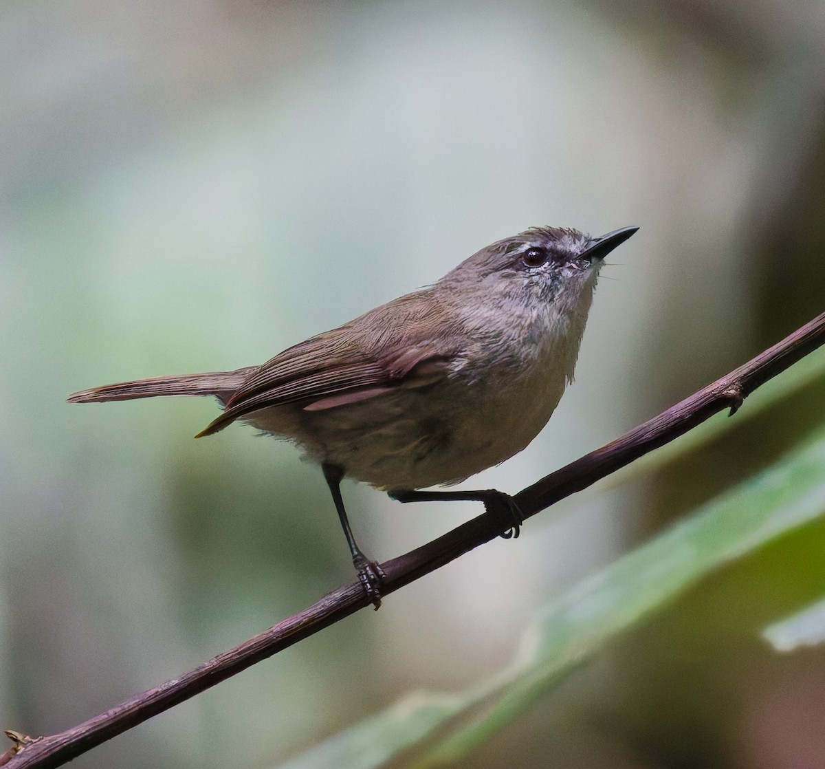 チャイロセンニョムシクイ - ML646079791