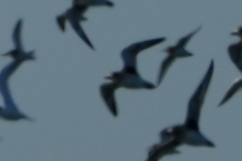 Black-bellied Plover - ML646079792