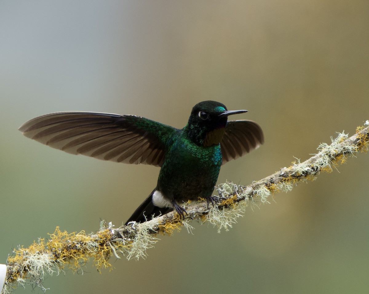 Tourmaline Sunangel - ML646079793