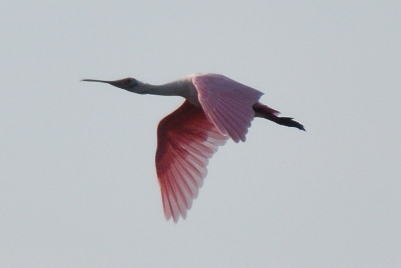 Косар рожевий - ML646079794