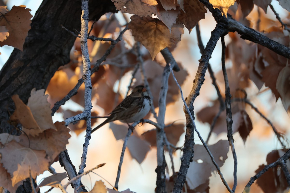 Harris's Sparrow - ML646079800