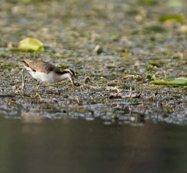 Northern Jacana - ML646079804