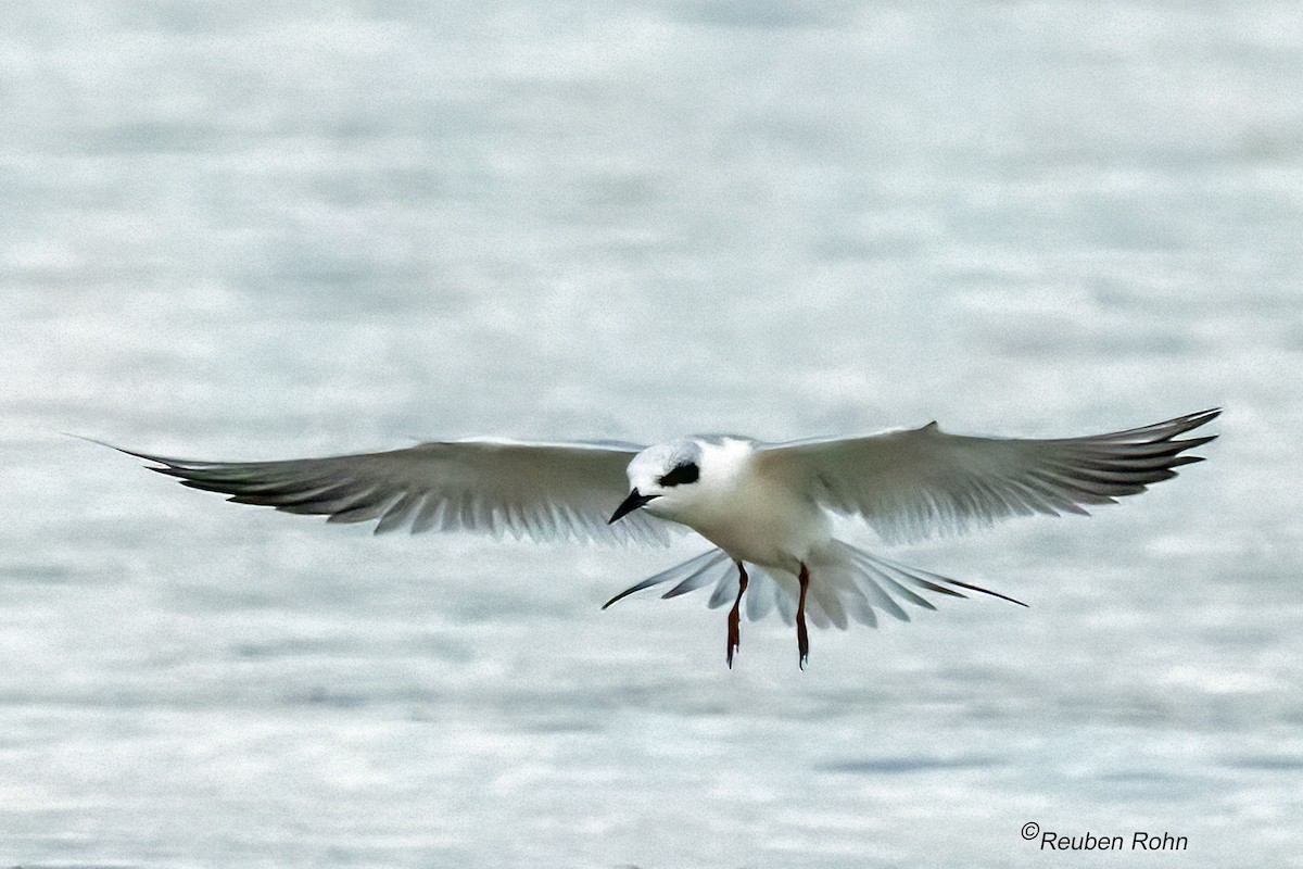 Forster's Tern - ML646079811