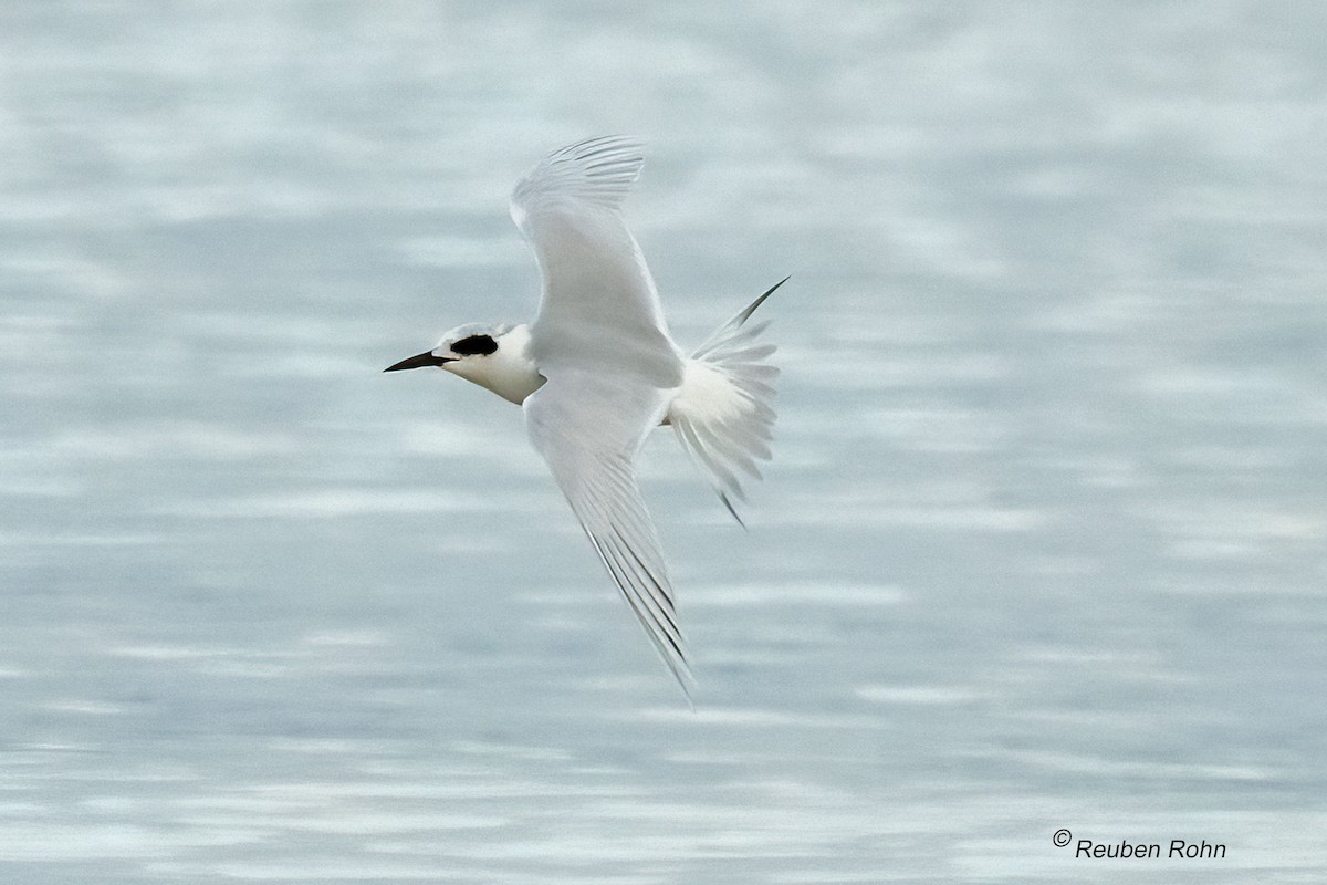Forster's Tern - ML646079812