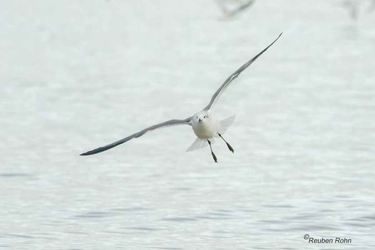 Forster's Tern - ML646079813
