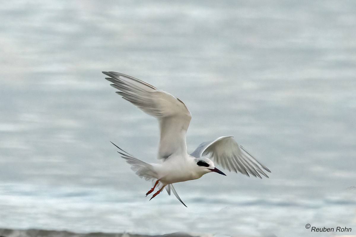 Forster's Tern - ML646079814