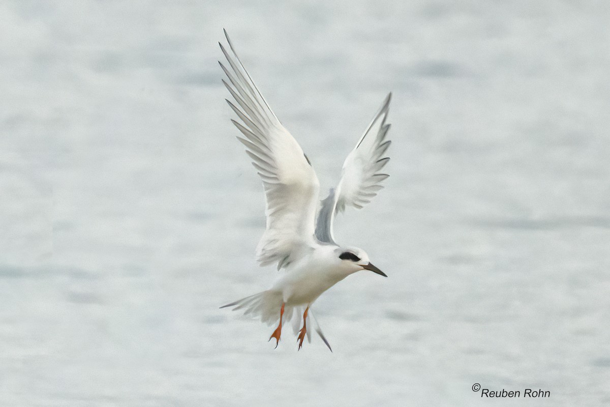 Forster's Tern - ML646079815
