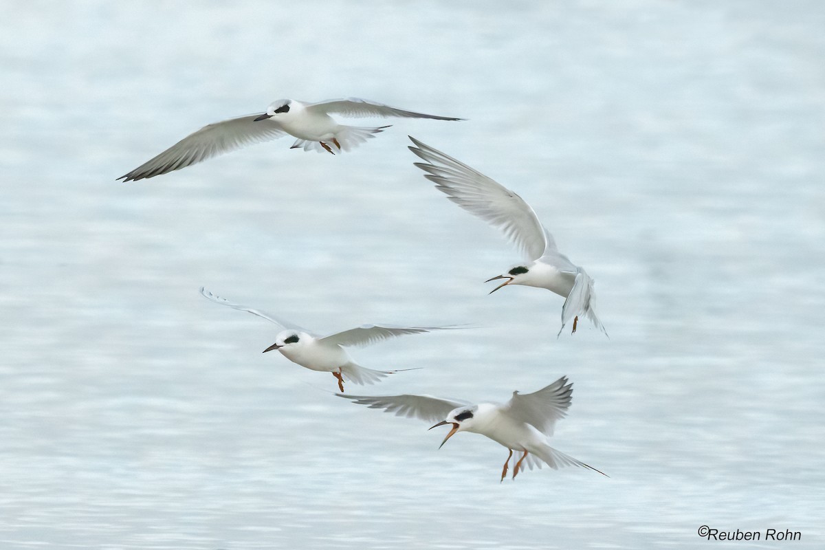 Forster's Tern - ML646079816