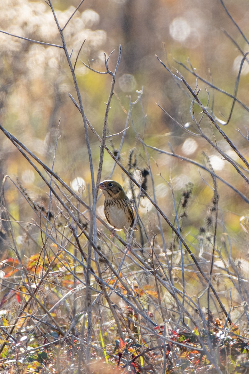 Henslow's Sparrow - ML646079819