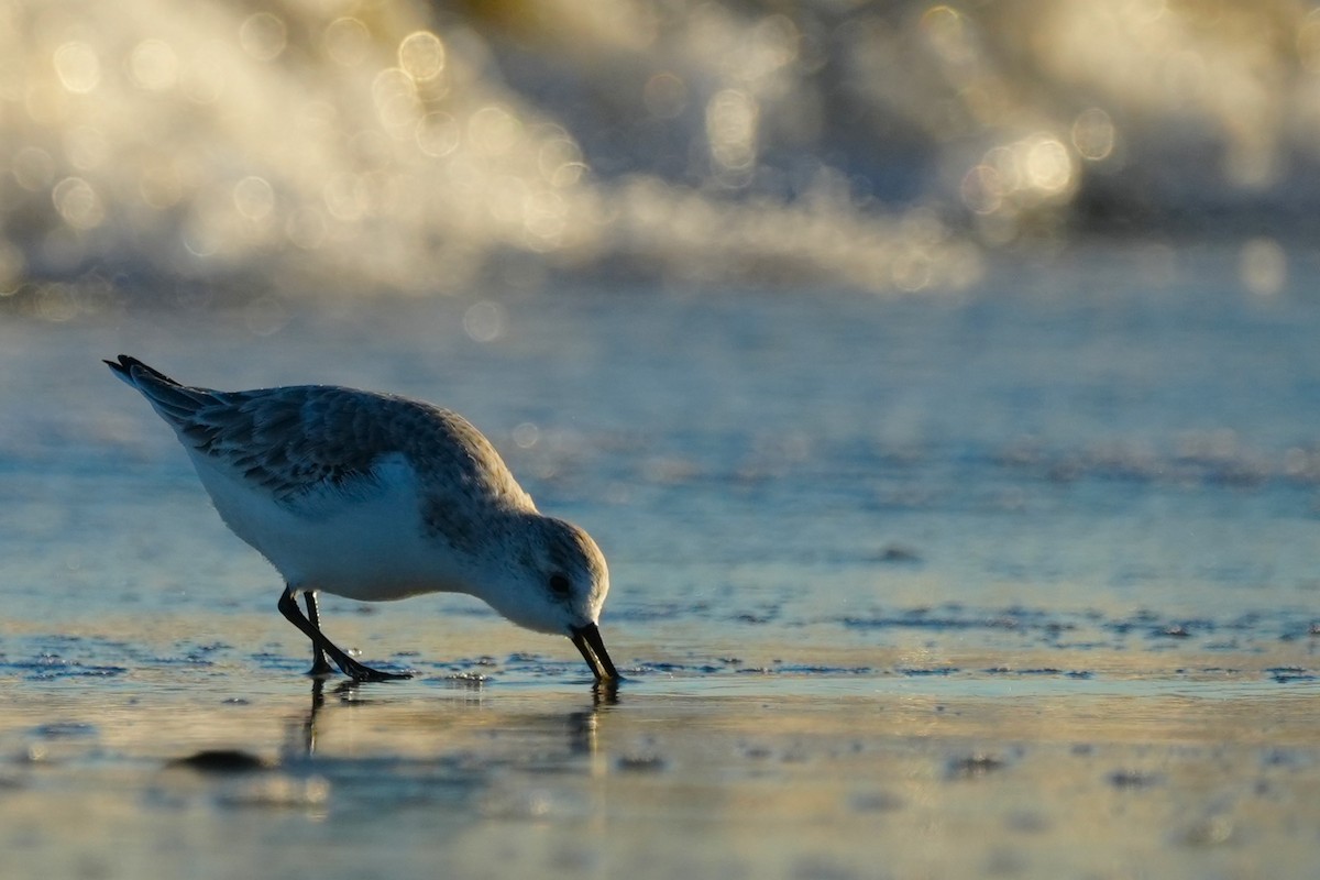Sanderling - ML646079823