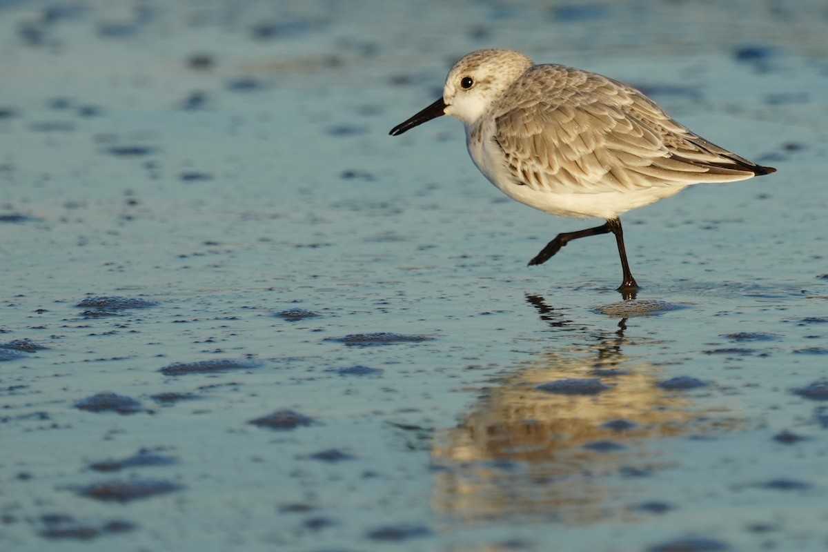 Sanderling - ML646079824