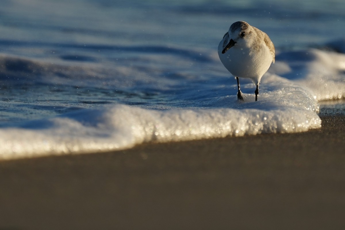 Sanderling - ML646079825