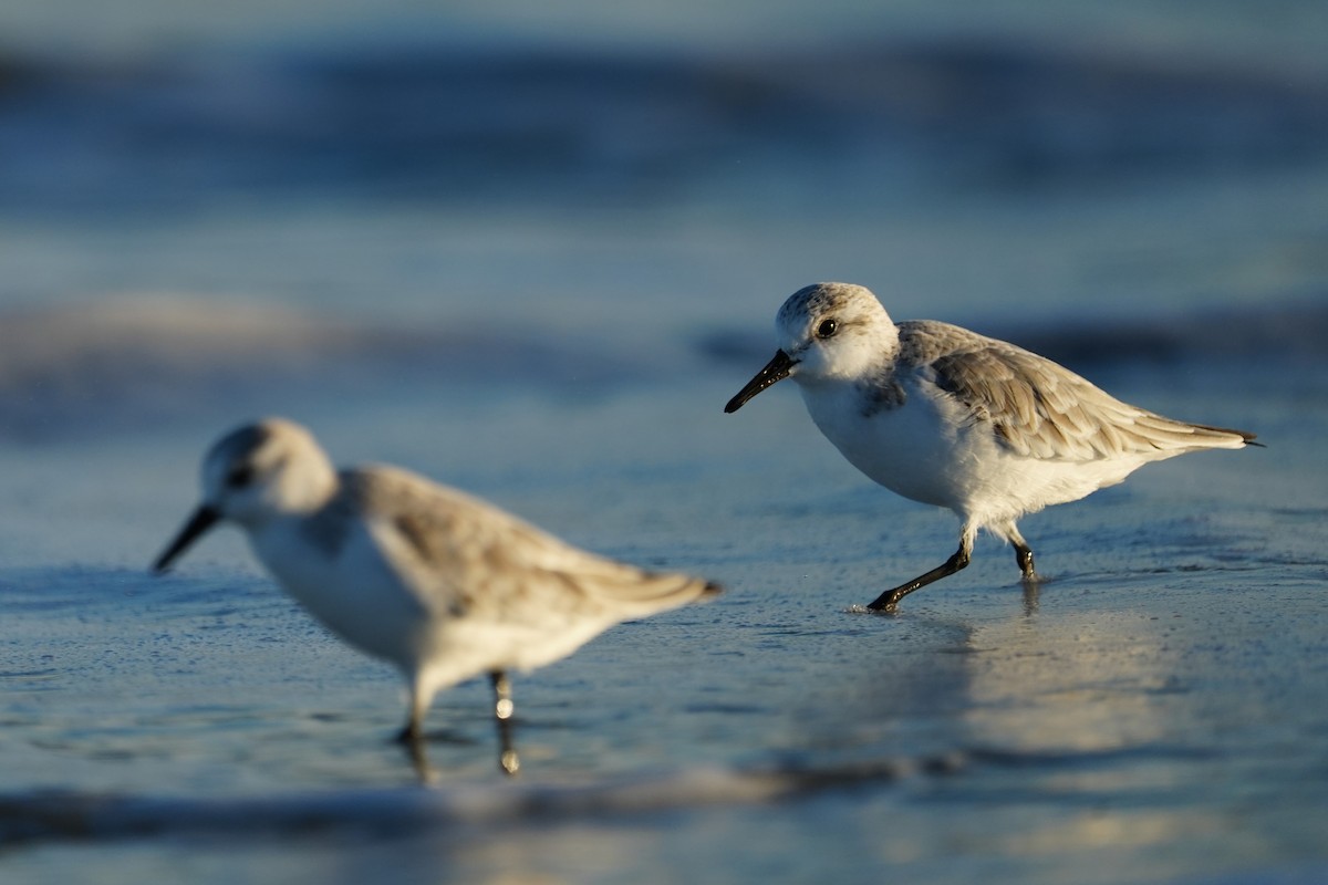 Sanderling - ML646079827