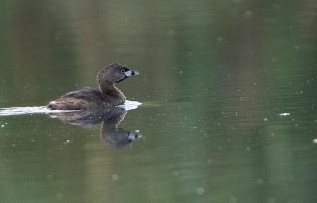 Pied-billed Grebe - ML646079829