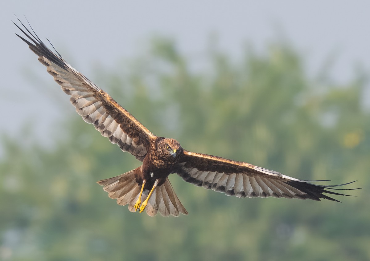 Western Marsh Harrier - ML646079832