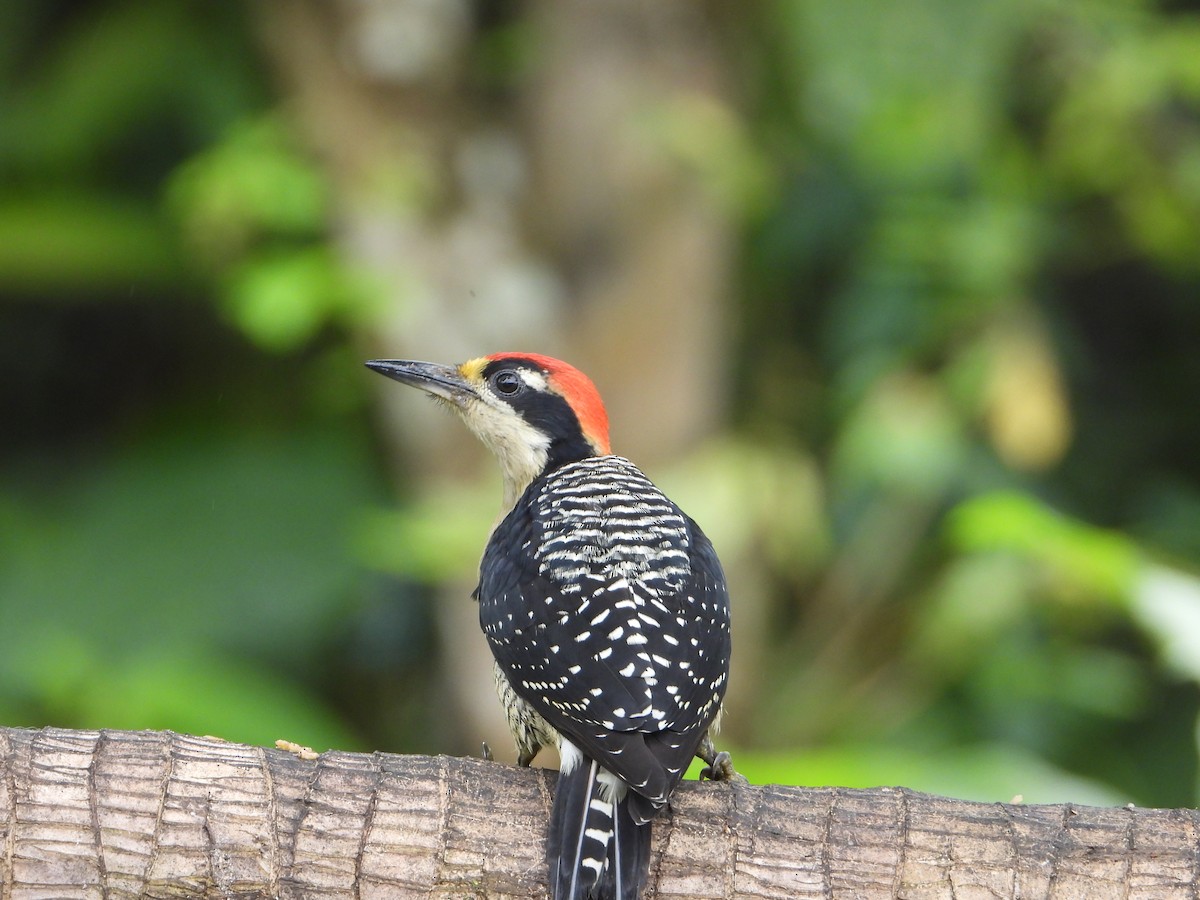 Black-cheeked Woodpecker - ML646079834