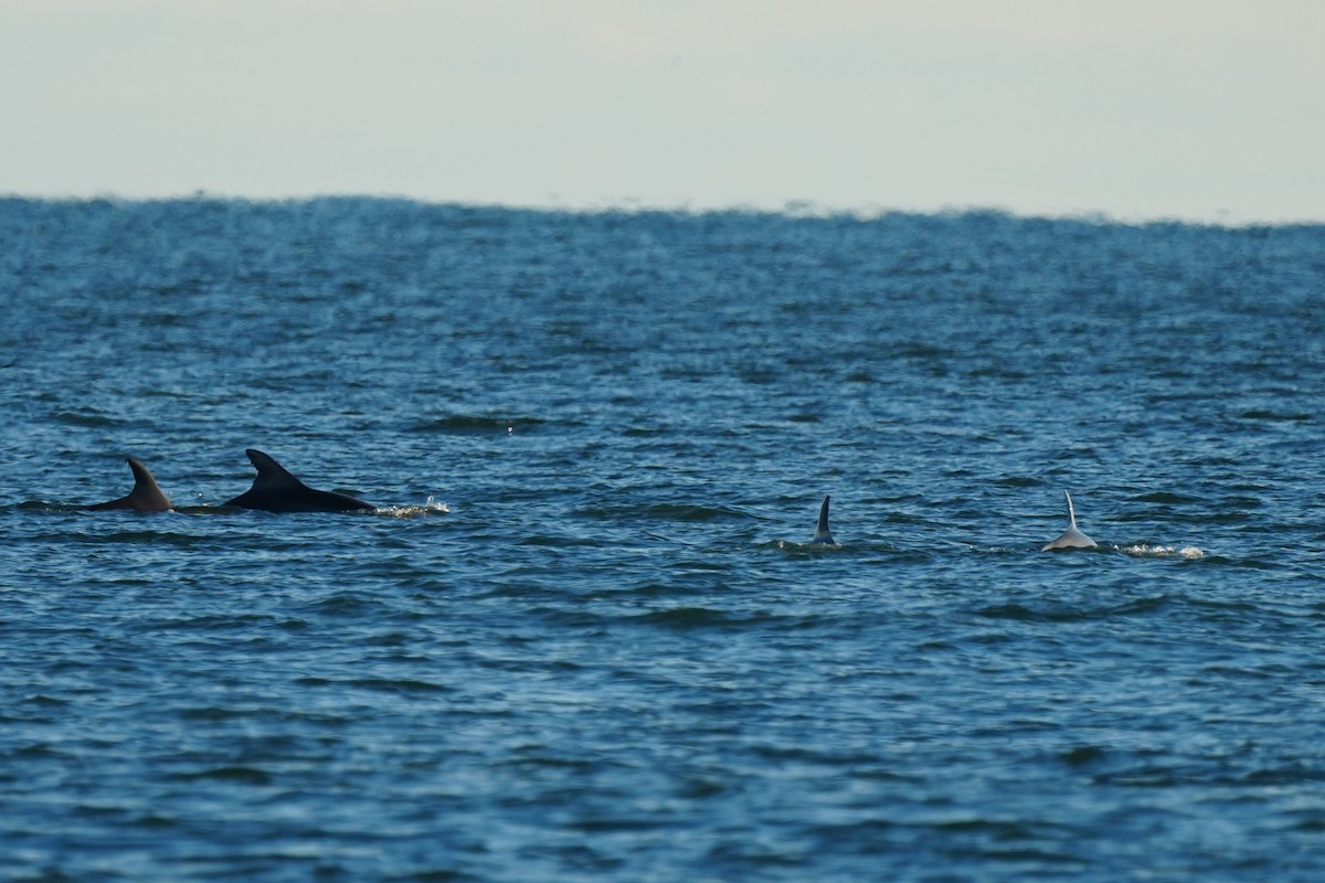 Bottlenose Dolphins - ML646079836