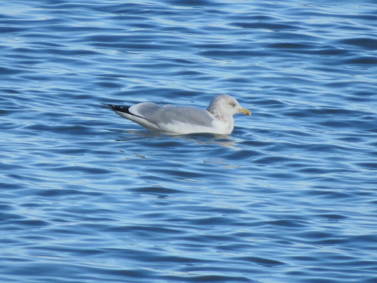 American Herring Gull - ML646079837