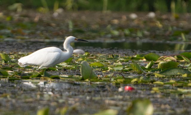 Snowy Egret - ML646079848