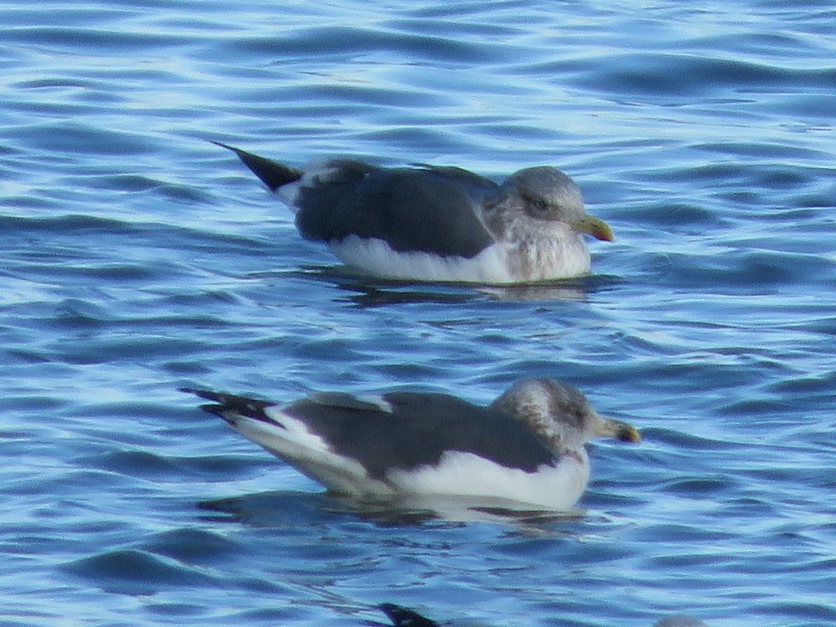 Zafferano - ML646079856