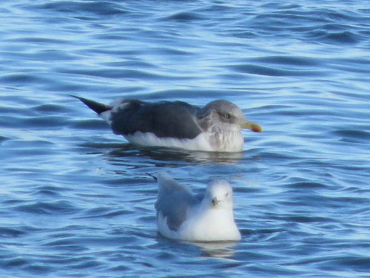 Zafferano - ML646079857