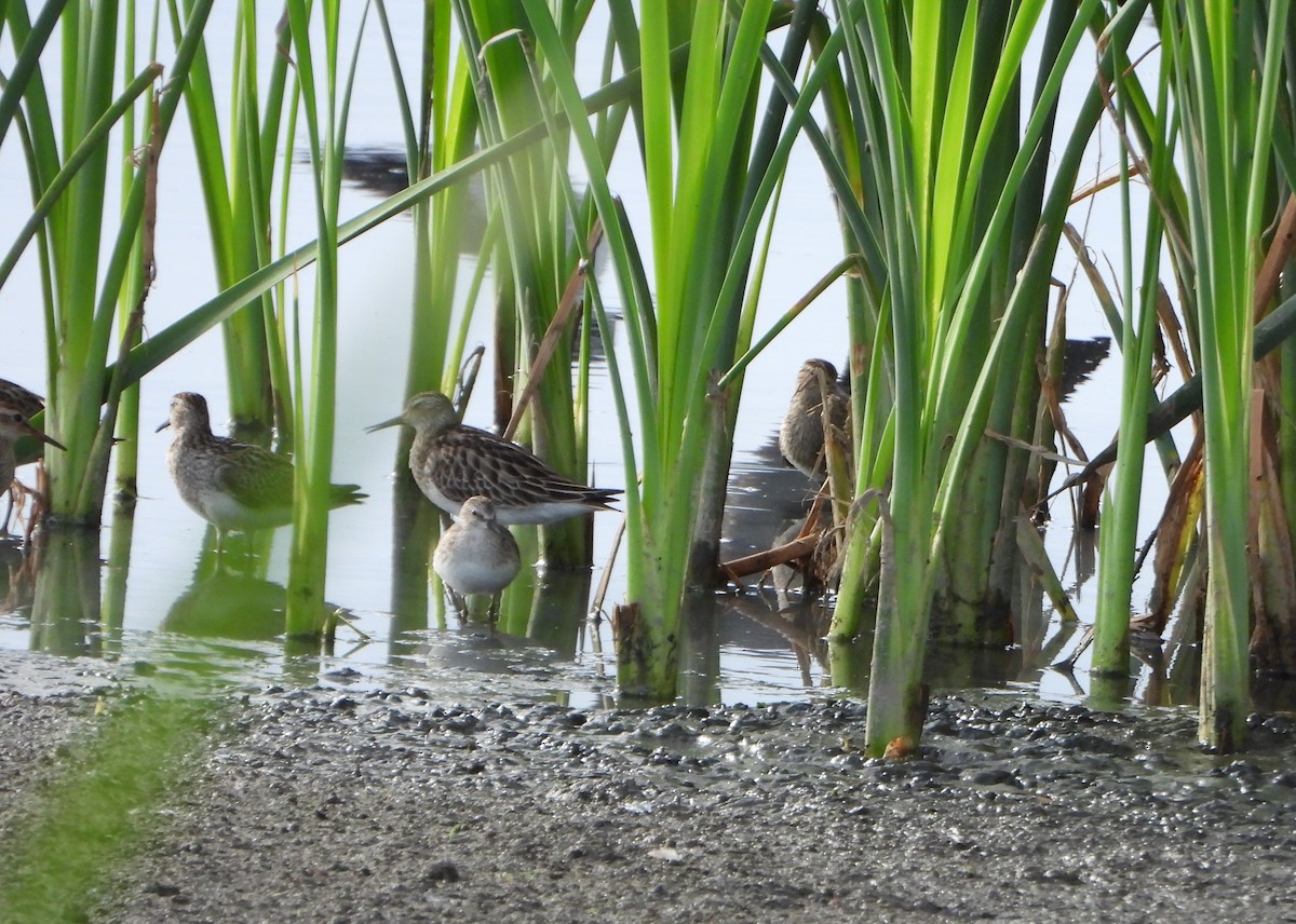 Дутыш - ML646079861