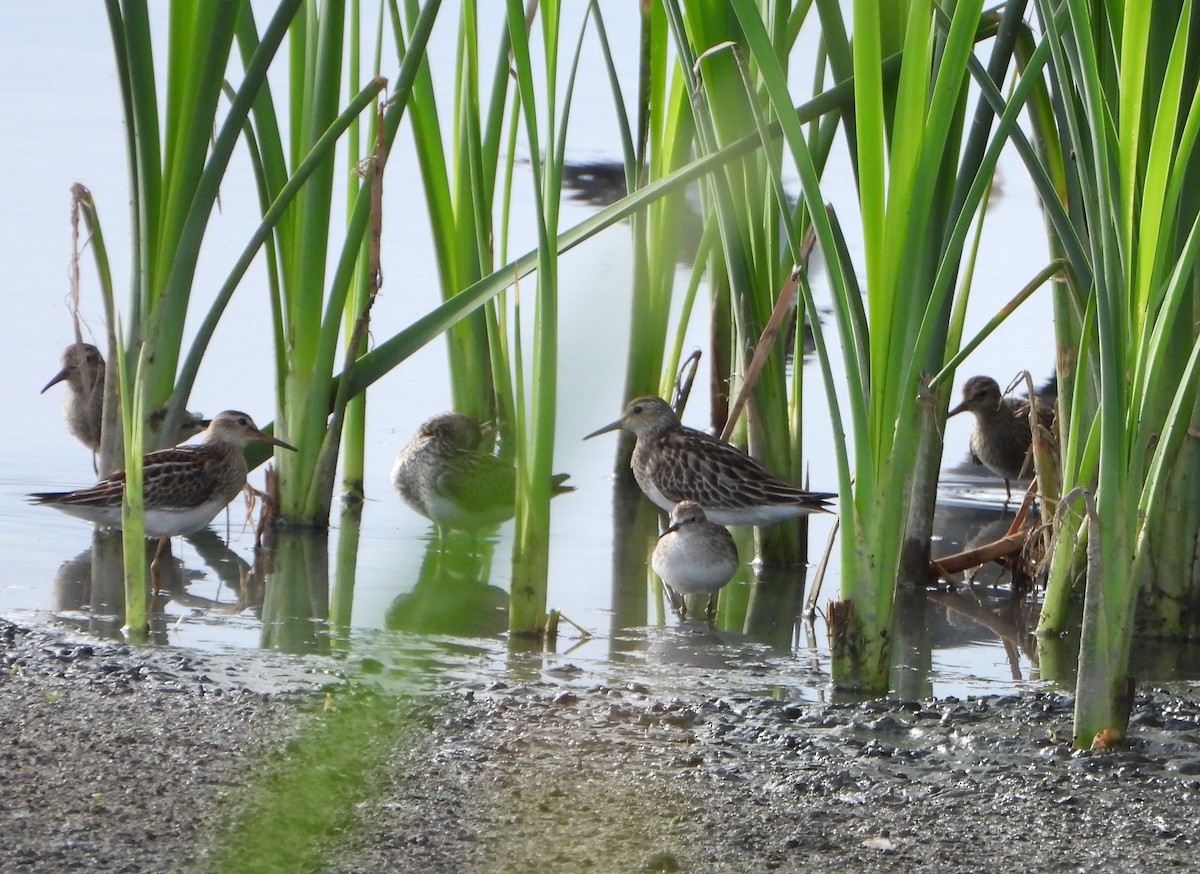 Дутыш - ML646079862