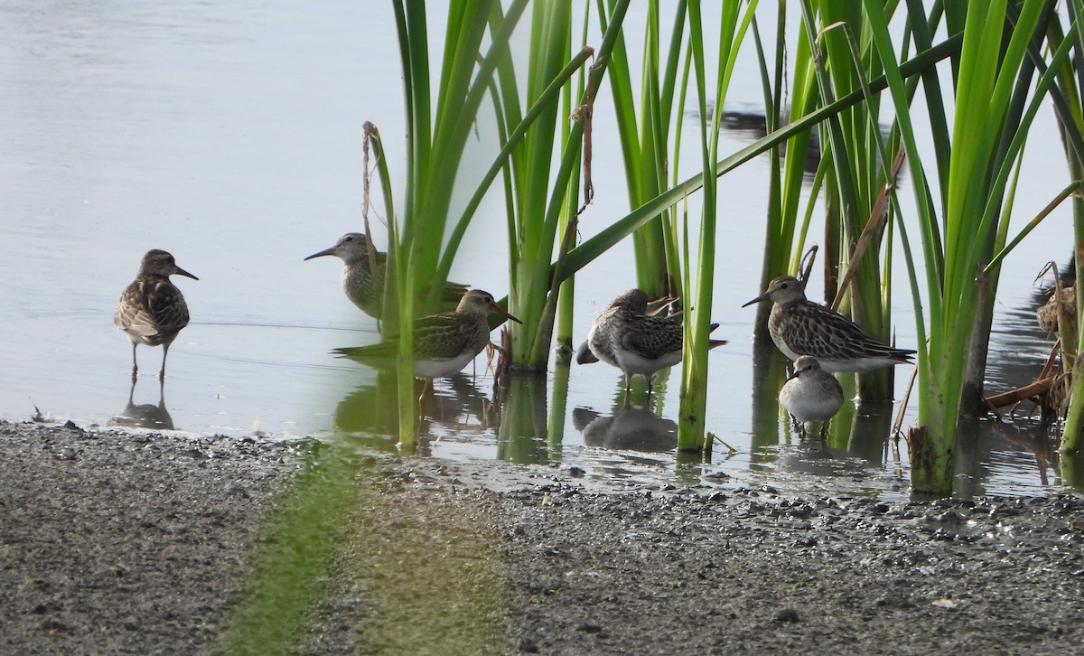 Дутыш - ML646079864