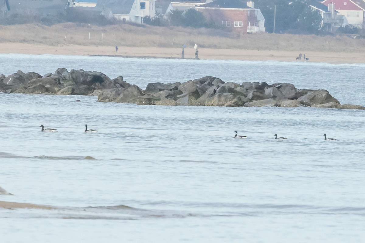 Brant - ML646079865
