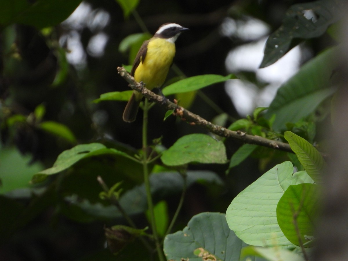 Rusty-margined Flycatcher - ML646079869