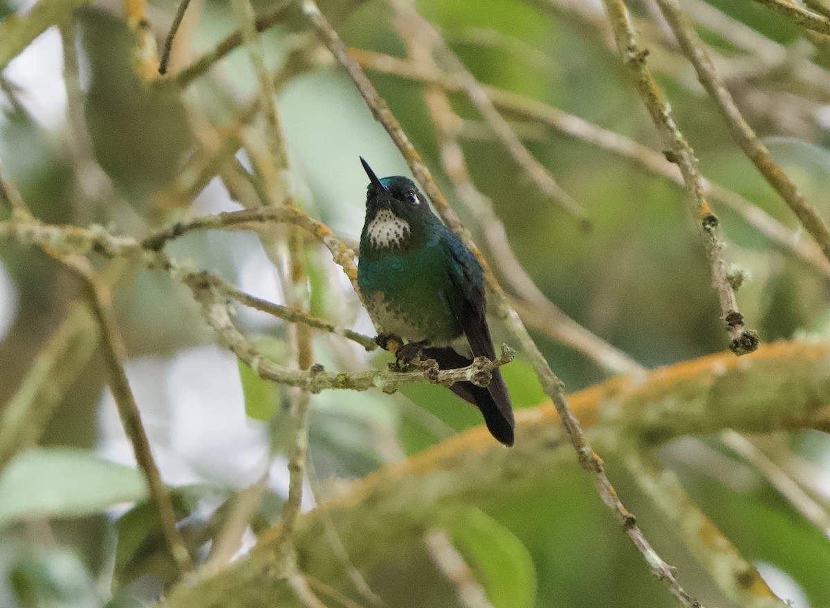 Tourmaline Sunangel - ML646079870