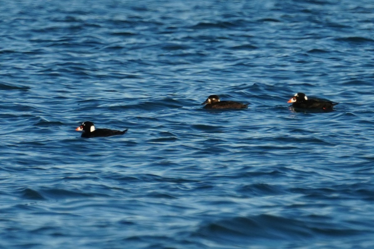 Surf Scoter - ML646079874
