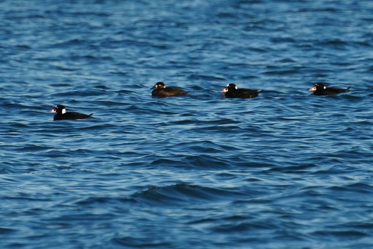 Surf Scoter - ML646079875