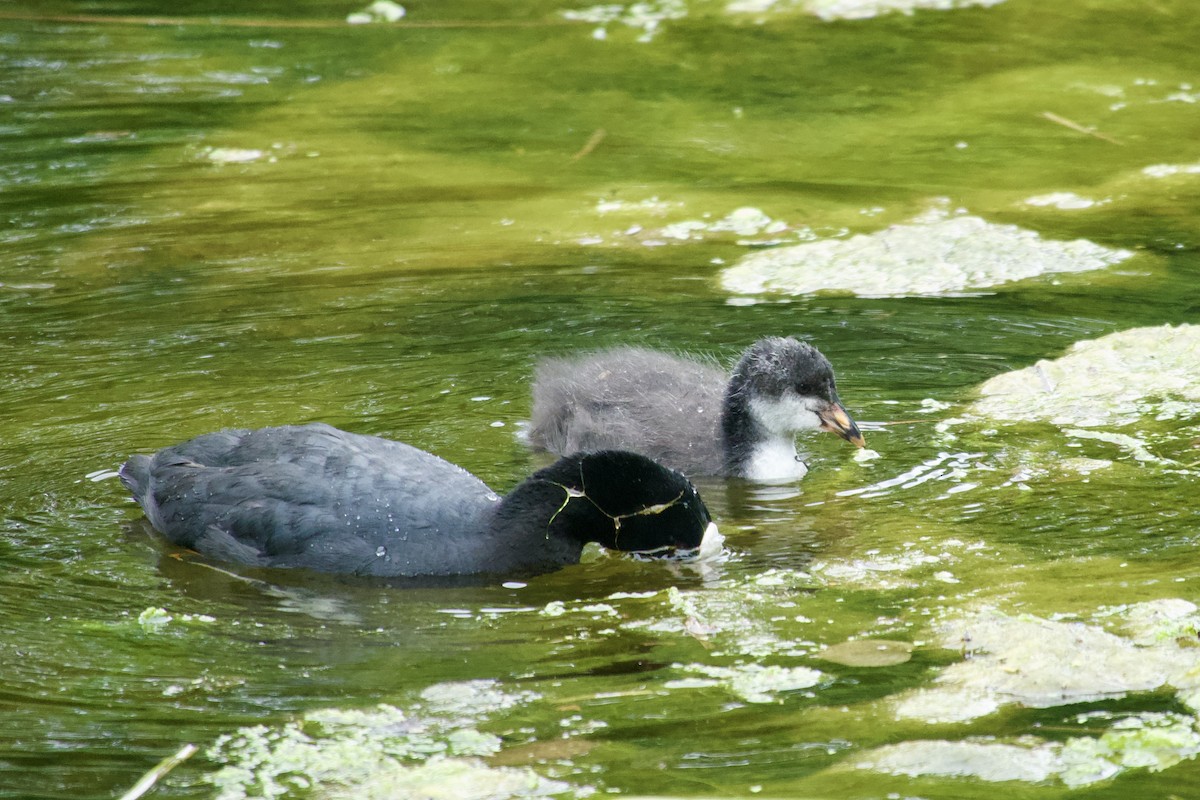 Eurasian Coot - ML646079876