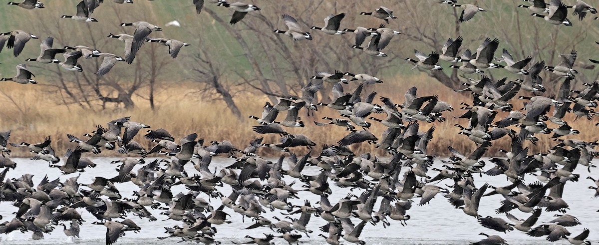 小加拿大雁 - ML646079878