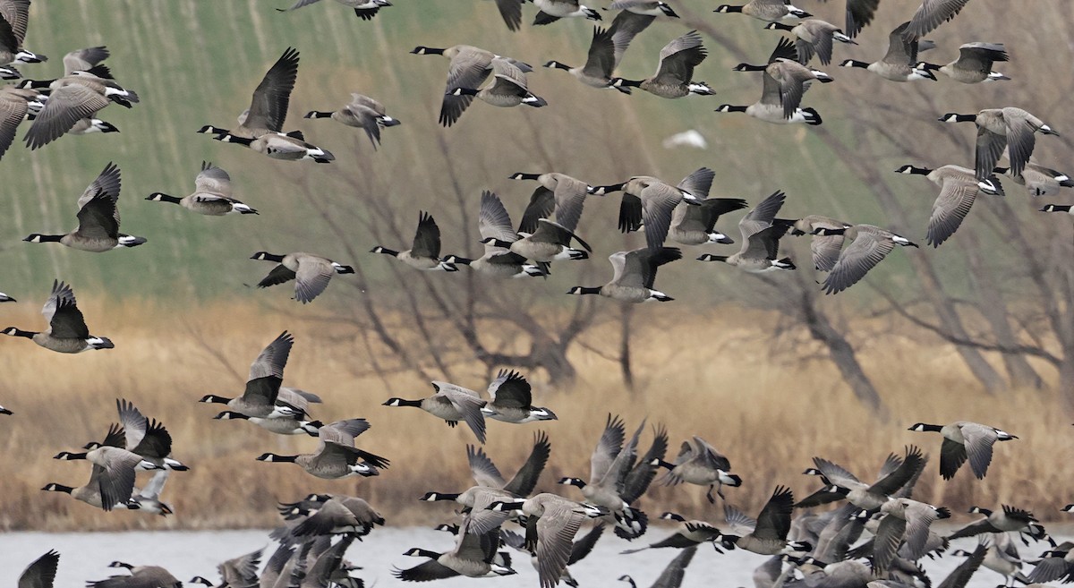 小加拿大雁 - ML646079879