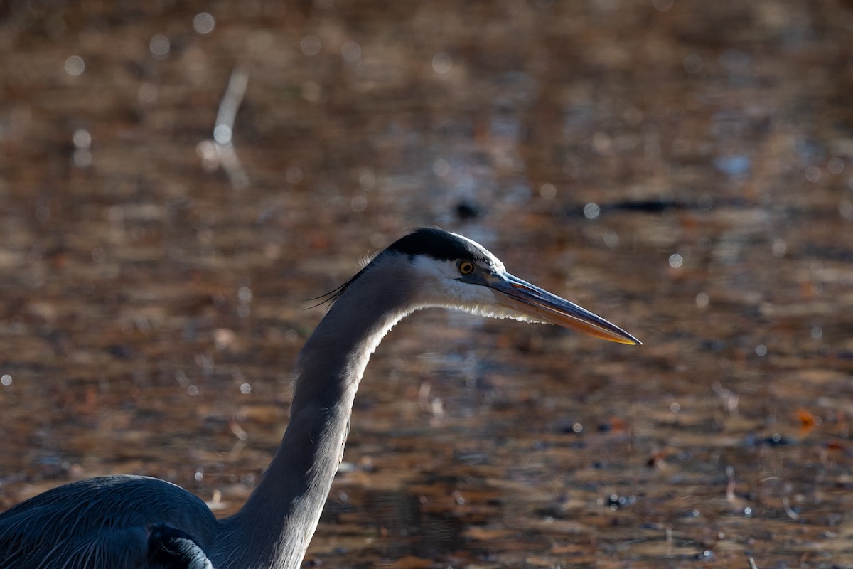 Great Blue Heron - ML646079883
