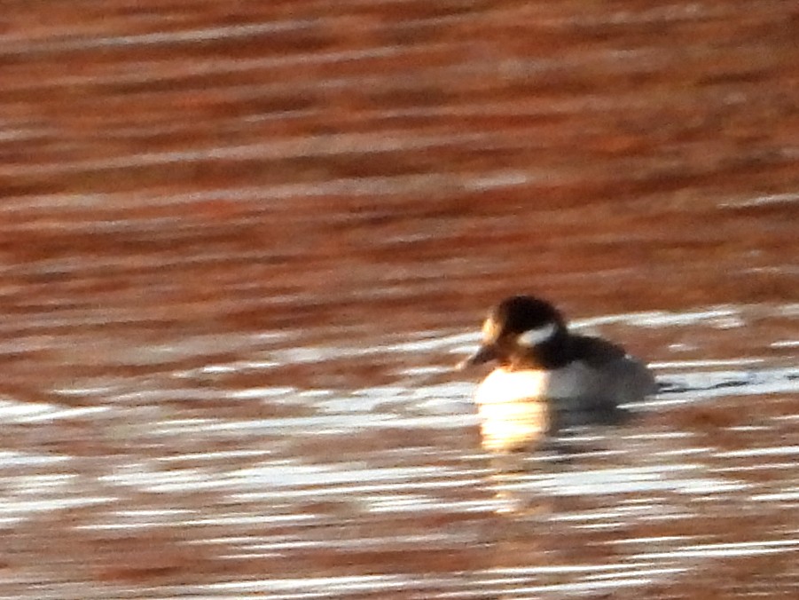 Bufflehead - ML646079887